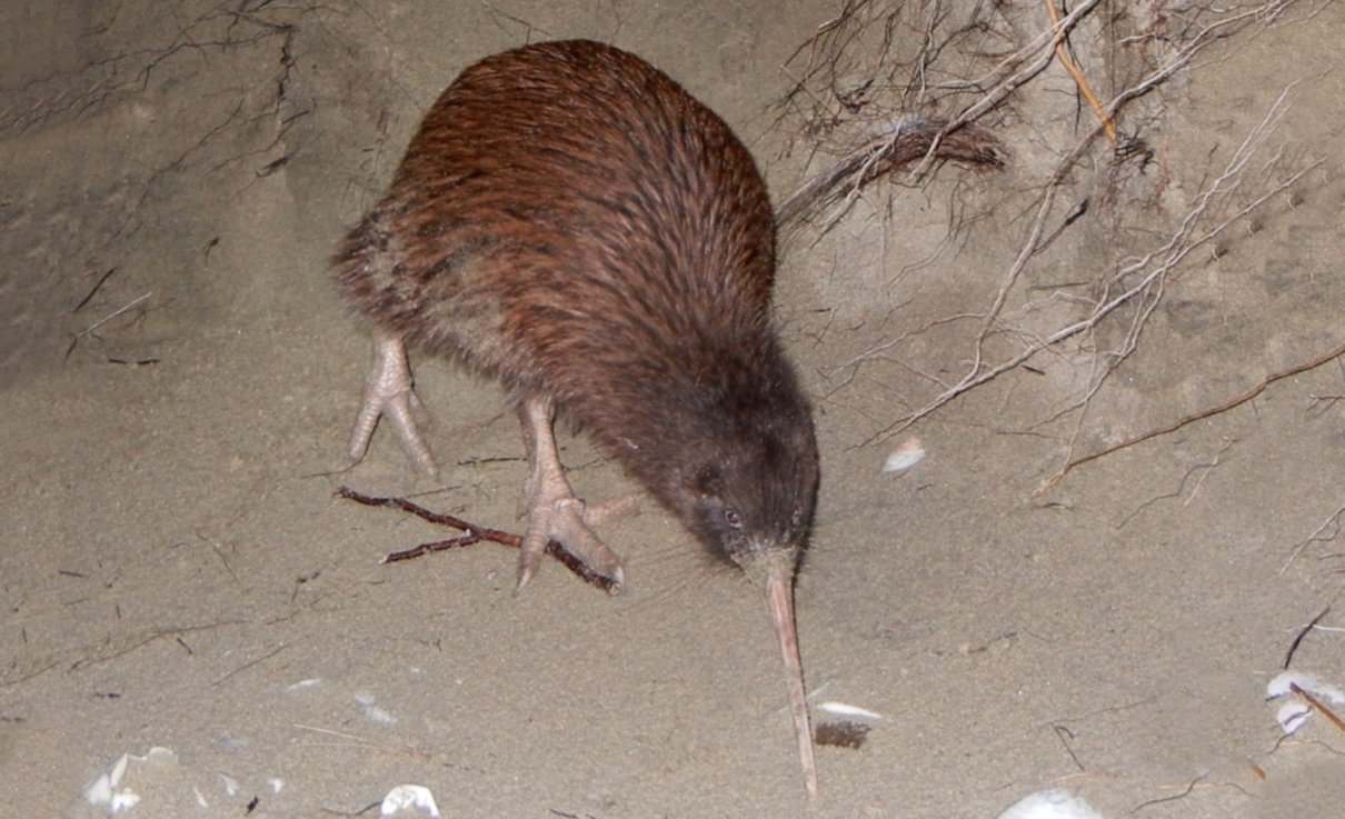 kiwi común, Apteryx australis, un aves muy especial