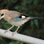 Arrendajo, Garrulus glandarius