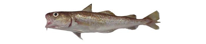 Bacalao del Pacífico, Gadus macrocephalus