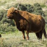 Bos taurus, toro, vaca