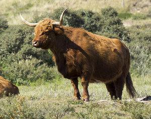 Bos taurus (toro-vaca), un mamífero de utilidad para el hombre