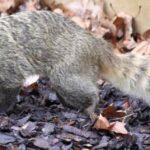 Coatí, Nasua nasua