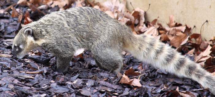 Coatí (Nasua nasua), un prociónido de Sudamérica