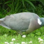 columba-palumbus