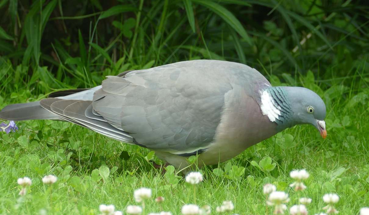 Paloma torcaz, Columba palumbus, un ave valorada en la caza