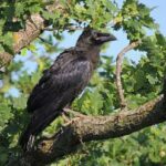 Cuervo grande, Corvus corax