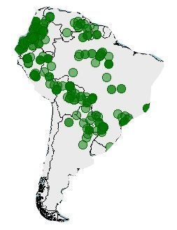 Distribución del coatí, Nasua nasua