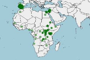 Distribución del meloncillo, Herpestes ichneumon