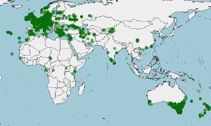 Distribución del mirlo, Turdus merula