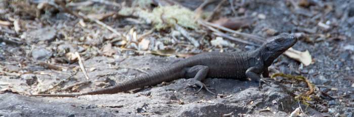 Lagarto de Lehrs o tizón de La Gomera y El Hierro, Gallotia caesaris