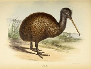 kiwi común, Apteryx australis