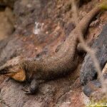 Lagarto gigante de Gran Canaria