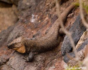 Lagarto gigante de Gran Canaria, lagarto gigante canario, Gallotia stehlini