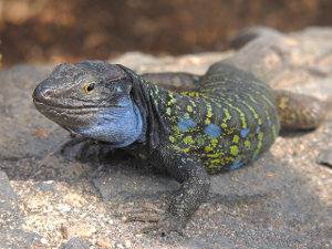 Lagarto tizón, Gallotia galloti