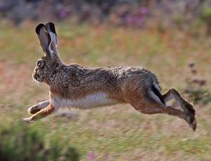 Liebre ibérica, Lepus granatensis