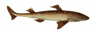 Mielga, galludo: Squalus acanthias