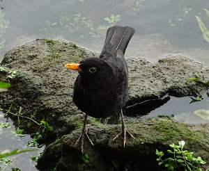 Mirlo, Turdus merula