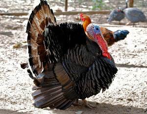 Pavo salvaje, Meleagris gallopavo, guajolote gallipavo