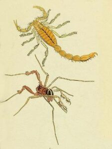 Quelicerados: animales invertebrados  del grupo Chelicerata