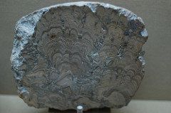 Clasificación de las rocas: Roca sedimentaria