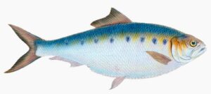 Sábalo: Alosa alosa, un pez que migra a aguas dulces