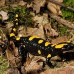 Salamandra penibética