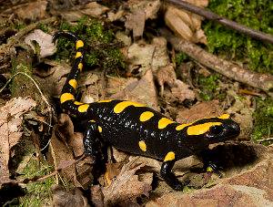 Salamandra penibética, Salamandra longirostris