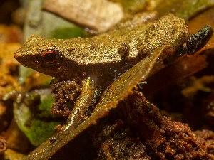 Sechellophryne gardineri – rana de las Seychelles de Gardiner