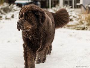 Terranova – un perro gigante lleno de amor ¡descúbrelo!