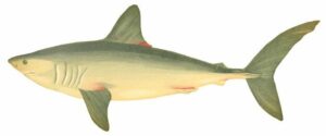 Marrajo sardinero, tiburón Lamna nasus