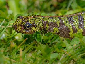 Tritón pigmeo, Triturus pygmaeus