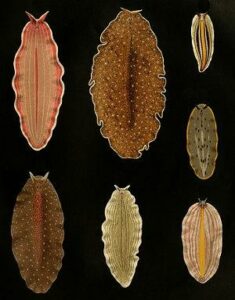 Turbelarios, animales invertebrados de la clase Turbellaria