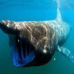 Animales filtradores, ejemplos o especies representativas