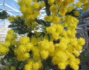 Árboles de hoja perenne