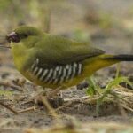 Bengalí verde, Amandava formosa