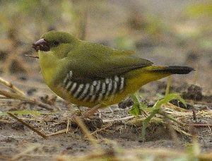 Bengalí verde, Amandava formosa