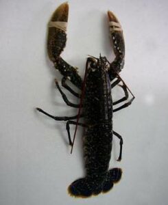 Bogavante, Homarus gammarus, información y usos en cocina