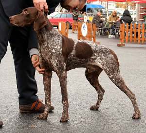 El esbelto braco francés del Pirineo – un perro nacido para cazar