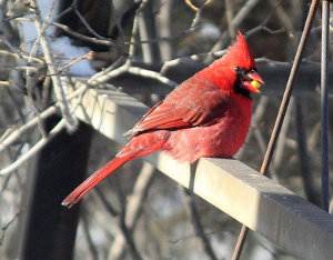 Cardenal rojo, Cardinalis cardinalis