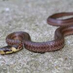 Culebra de Esculapio, Zamenis longissimus