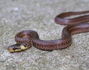 Culebra de Esculapio, Zamenis longissimus