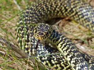 Culebra verdiamarilla, Hierophis viridiflavus