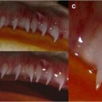 Dientes de los anfibios