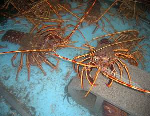 Langosta marisco, Palinurus elephas, un invertebrado muy codiciado