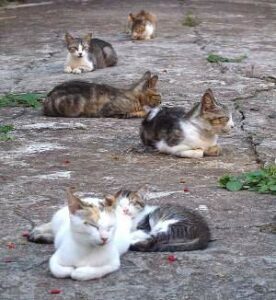 ¡Oh, por favor! Mi gato no come pienso y no sé qué hacer