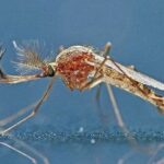 Mosquito, Culex pipiens