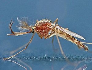 Mosquito común, Culex pipiens, un insecto vector de enfermedades