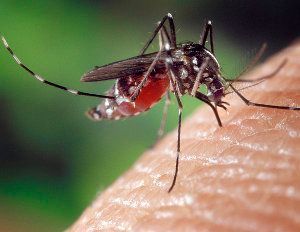 Mosquito tigre, Aedes albopictus