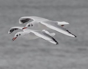 Muda de las aves o pájaros, tipos, importancia y proceso fisiológico