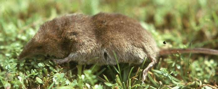 Musaraña bicolor, Sorex araneus, un mamífero soricomorfo